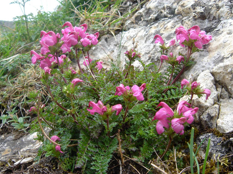 Pedicularis pyrenaica photo